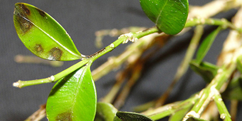 Boxwood Blight 
